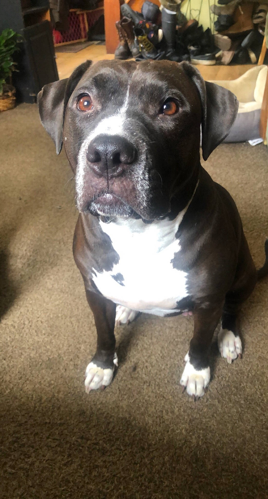 Maia is registered to the contest to win money with this photo: boston_terrier, canidae, carnivore, collar, companion_dog, dog, dog_breed, dog_collar, fawn, fur, hubcap, metal, non_sporting_group, snout, sporting_group, whiskers, working_animal, working_dog