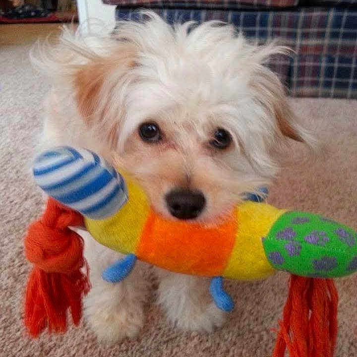 Alladdin joined the competition — help win amazing prizes! animal, carpet, curious, cute, dog, domestic_animal, fluffy, furniture, indoor, living_room, pet, pet_toy, plaid_couch, playful, puppy, small_dog, toy, tug_toy, white, young_dog