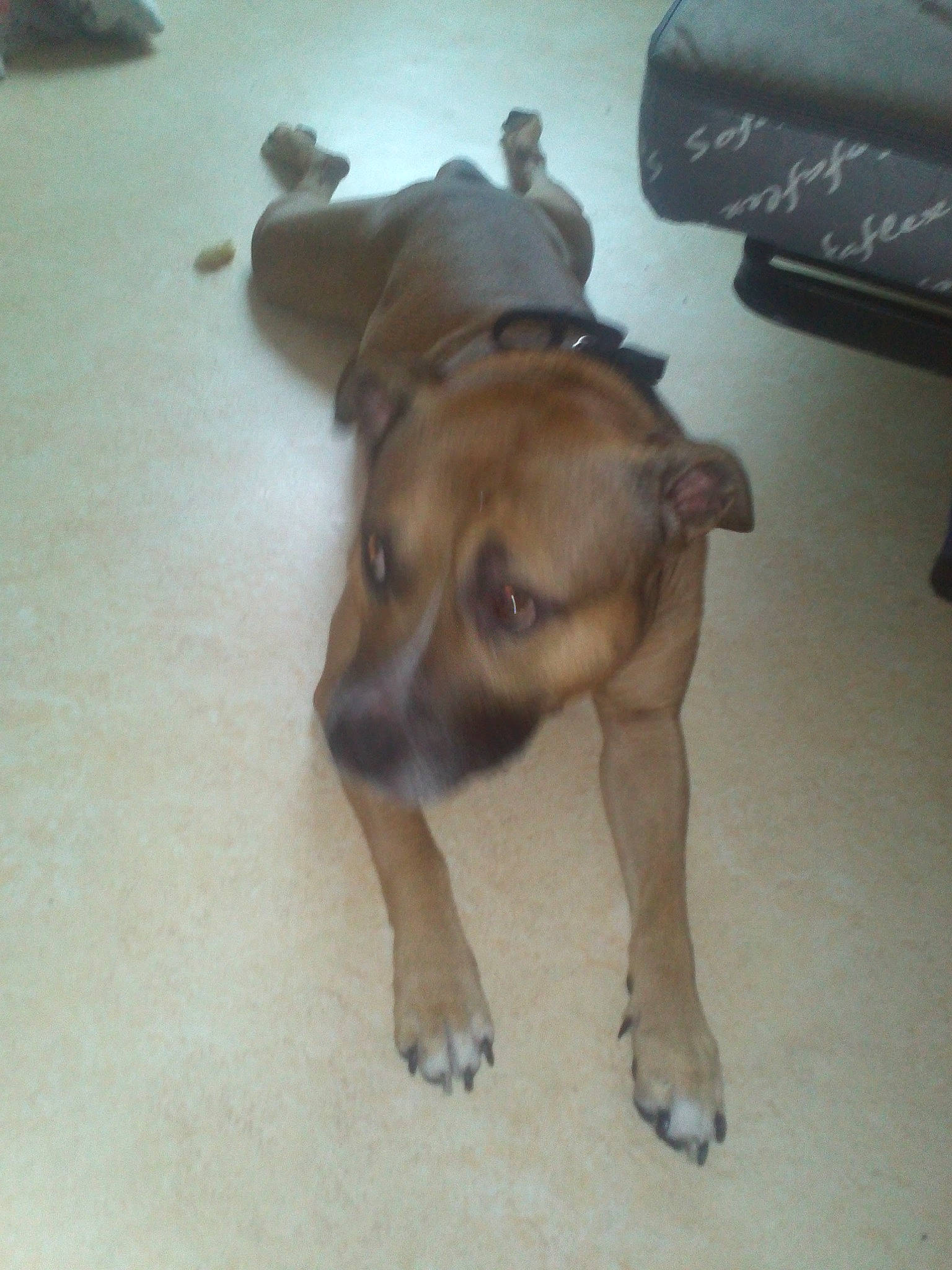 Okland a rejoint le concours — aidez-le/la à gagner de superbes lots ! canidae, carnivore, comfort, companion_dog, dog, dog_breed, fawn, floor, flooring, hardwood, liver, non_sporting_group, paw, terrestrial_animal, working_animal