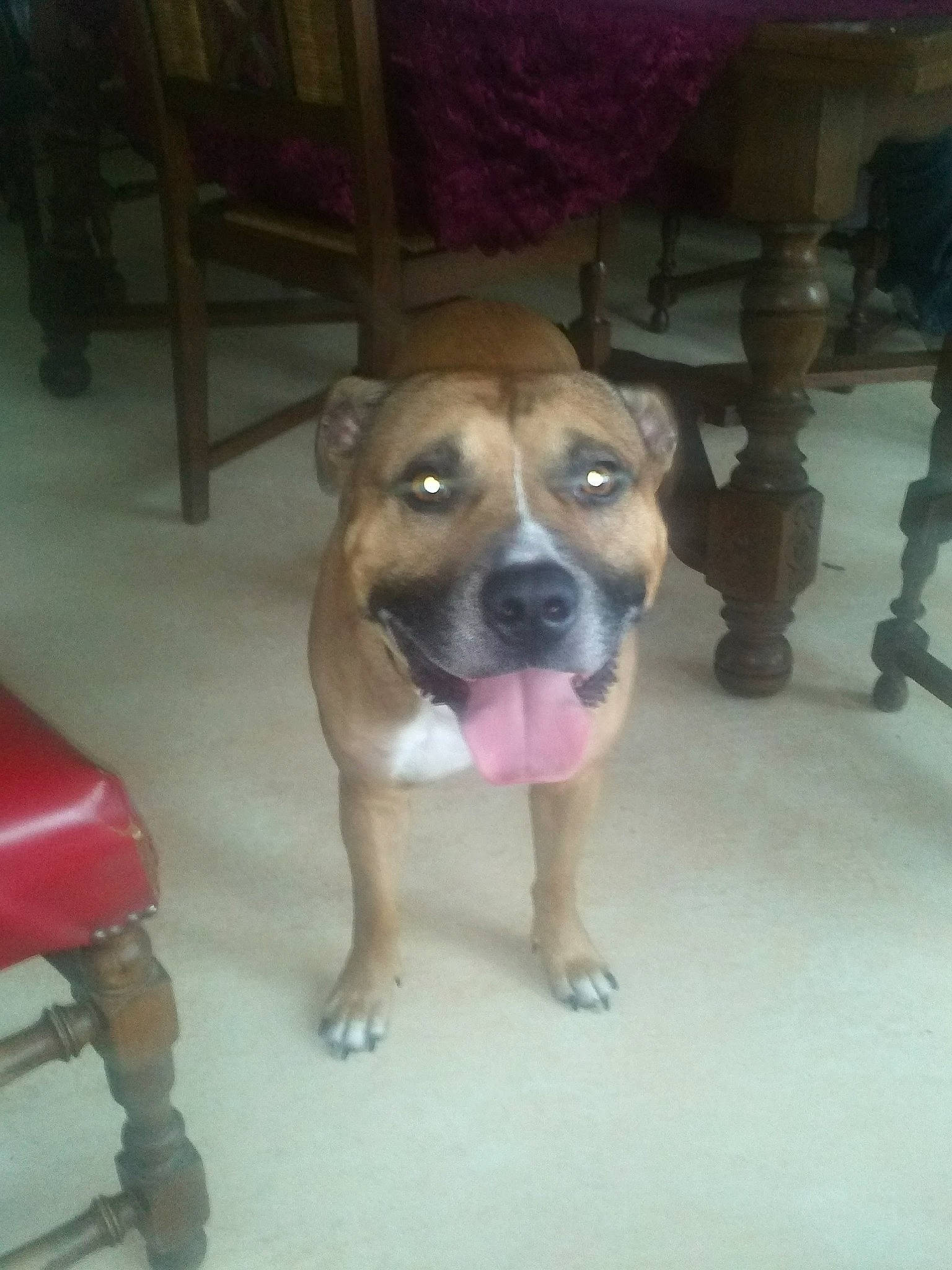 Okland a rejoint le concours — aidez-le/la à gagner de superbes lots ! bored, canidae, carnivore, chair, companion_dog, dog, dog_breed, fawn, floor, flooring, guard_dog, hardwood, non_sporting_group, snout, sporting_group, working_animal, working_dog