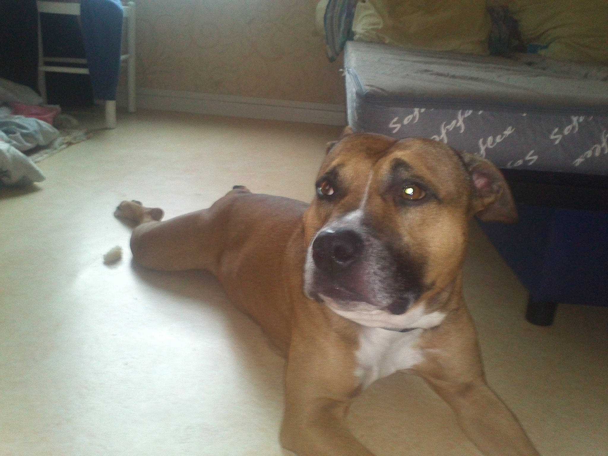 Okland a rejoint le concours — aidez-le/la à gagner de superbes lots ! bored, canidae, carnivore, companion_dog, dog, dog_breed, fawn, flooring, fur, hardwood, non_sporting_group, paw, snout, sporting_group, whiskers, wood, working_animal, working_dog