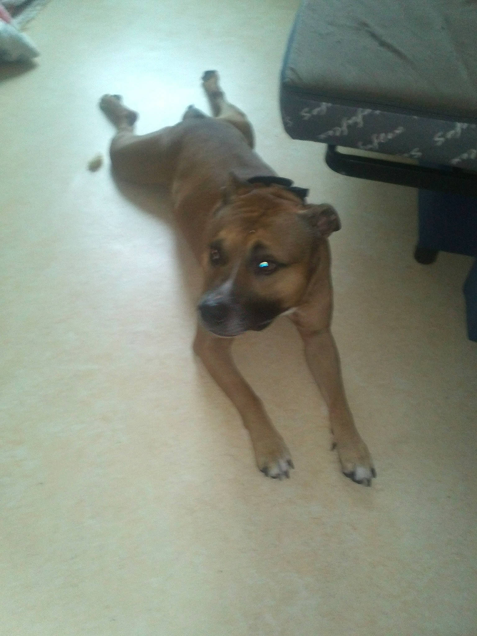 Okland participe au concours pour gagner de l'argent avec cette photo : canidae, carnivore, comfort, companion_dog, dog, dog_breed, fawn, floor, flooring, guard_dog, hardwood, human_leg, liver, non_sporting_group, paw, sporting_group, tail, toy_dog, wood, working_animal