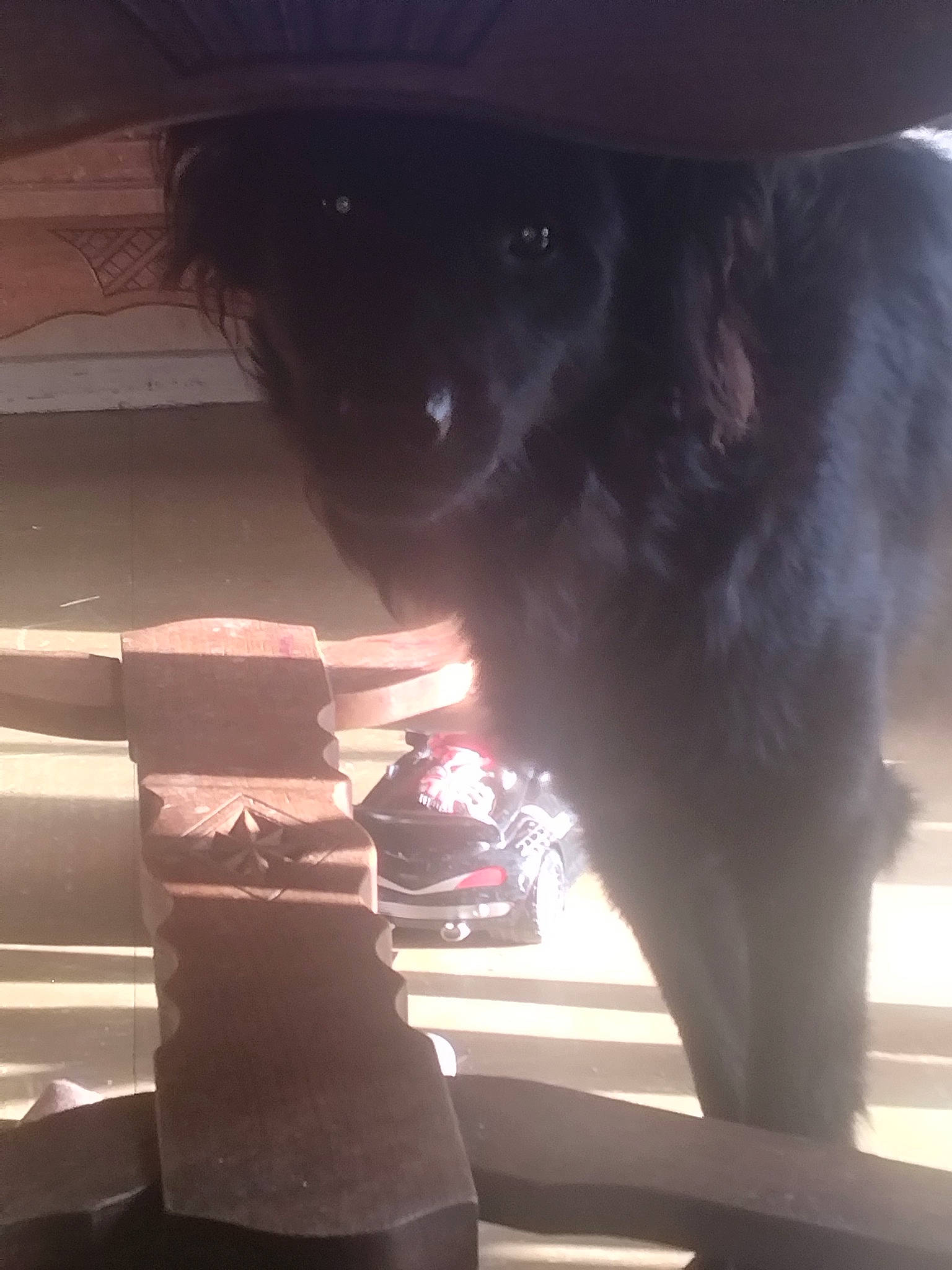 Lucky a rejoint le concours — aidez-le/la à gagner de superbes lots ! auto_part, automotive_exterior, automotive_lighting, automotive_window_part, bumper, carnivore, darkness, dog_breed, felidae, fur, gas, glass, heat, metal, small_to_medium_sized_cats, tail, tints_and_shades, vehicle_door, whiskers, window