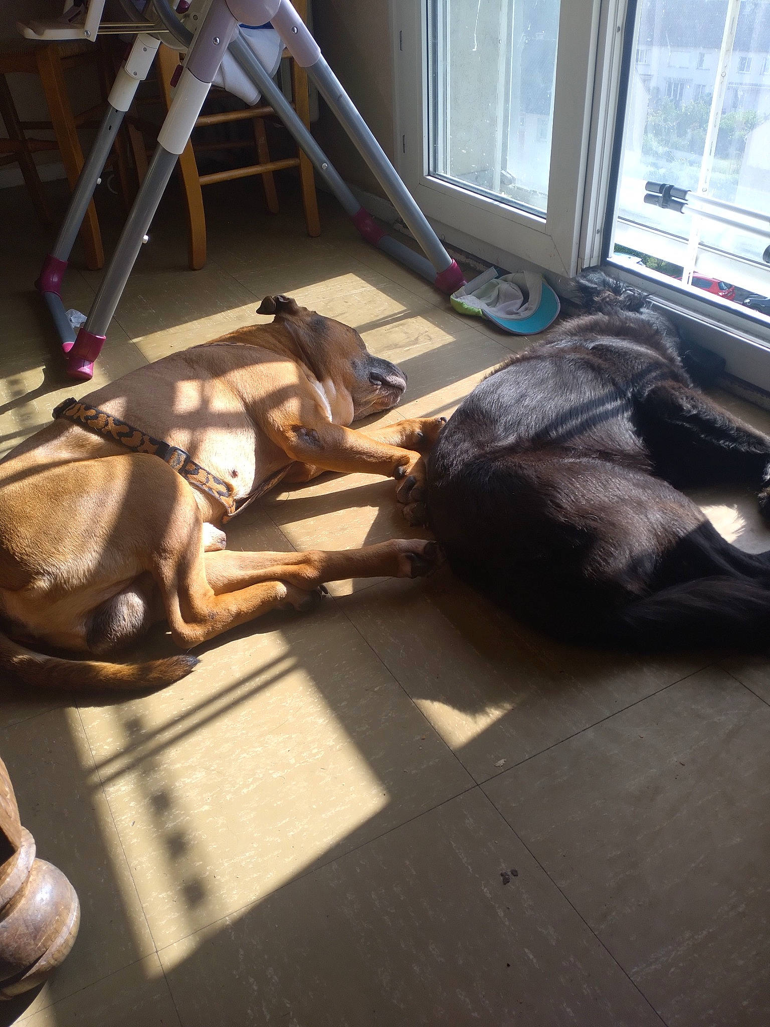 Lucky a rejoint le concours — aidez-le/la à gagner de superbes lots ! canidae, carnivore, comfort, companion_dog, fawn, felidae, floor, flooring, fur, hardwood, plywood, small_to_medium_sized_cats, sporting_group, tail, tints_and_shades, window, wood, wood_flooring, wood_stain, working_animal