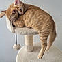 cat, kitten, sleeping, ginger_tabby, cat_tree, furry, cute, pets, animal, domestic_animal, resting, cozy, indoor, fur, whiskers, tail, paw, friendship, companions, relaxation