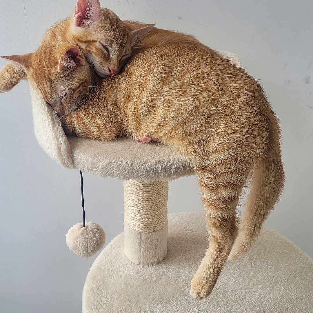 Popcorn Et Kahuette participe au concours pour gagner de l'argent avec cette photo : animal, cat, cat_tree, companions, cozy, cute, domestic_animal, friendship, fur, furry, ginger_tabby, indoor, kitten, paw, pets, relaxation, resting, sleeping, tail, whiskers