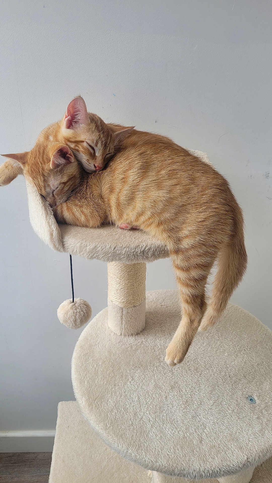 Popcorn Et Kahuette participe au concours pour gagner de l'argent avec cette photo : cat, kitten, sleeping, ginger_tabby, cat_tree, furry, cute, pets, animal, domestic_animal, resting, cozy, indoor, fur, whiskers, tail, paw, friendship, companions, relaxation