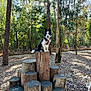 dog, border_collie, canine, pet, outdoors, forest, trees, tree_stump, wood, log_pile, nature, park, bark, sitting, tongue_out, harness, happy, sunlight, leaves, trail