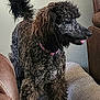 Mia is registered to the contest to win money with this photo: dog, poodle, curly_fur, pet_bed, leather_chair, tongue_out, indoor, furniture, curly_coated, brown, beige, animal, pet, canine, companion, cute, fluffy, domestic_animal, side_view, standing