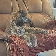 Mia joined the competition — help win amazing prizes! dog, poodle, couch, blanket, indoor, pet, fur, relaxing, brown, red, leather, animal, home, furniture, cozy, side_view, domestic, companion, resting, curly_fur