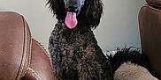 Mia joined the competition — help win amazing prizes! dog, poodle, pet_bed, tongue_out, indoor, brown_leather_chair, curly_fur, happy, sitting, cozy, living_room, furniture, canine, animal, fur, cute, domestic_animal, seat, resting, companion