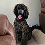 dog, poodle, pet_bed, tongue_out, indoor, brown_leather_chair, curly_fur, happy, sitting, cozy, living_room, furniture, canine, animal, fur, cute, domestic_animal, seat, resting, companion