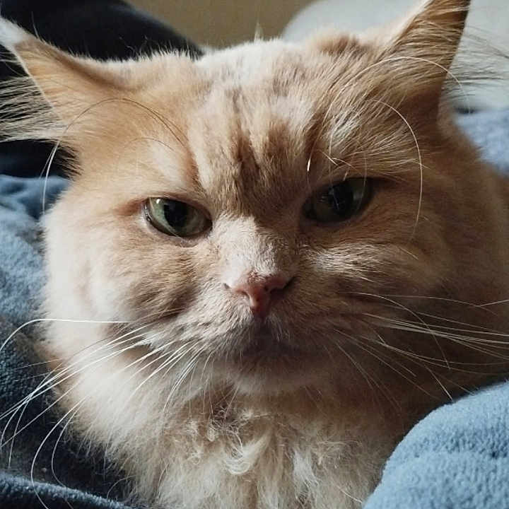 Narcos participe au concours pour gagner de l'argent avec cette photo : cat, fluffy, cream_color, pet, indoor, blanket, cozy, feline, close_up, whiskers, ears, fur, resting, home, lamp, soft_texture, relaxed, portrait, animal, cute