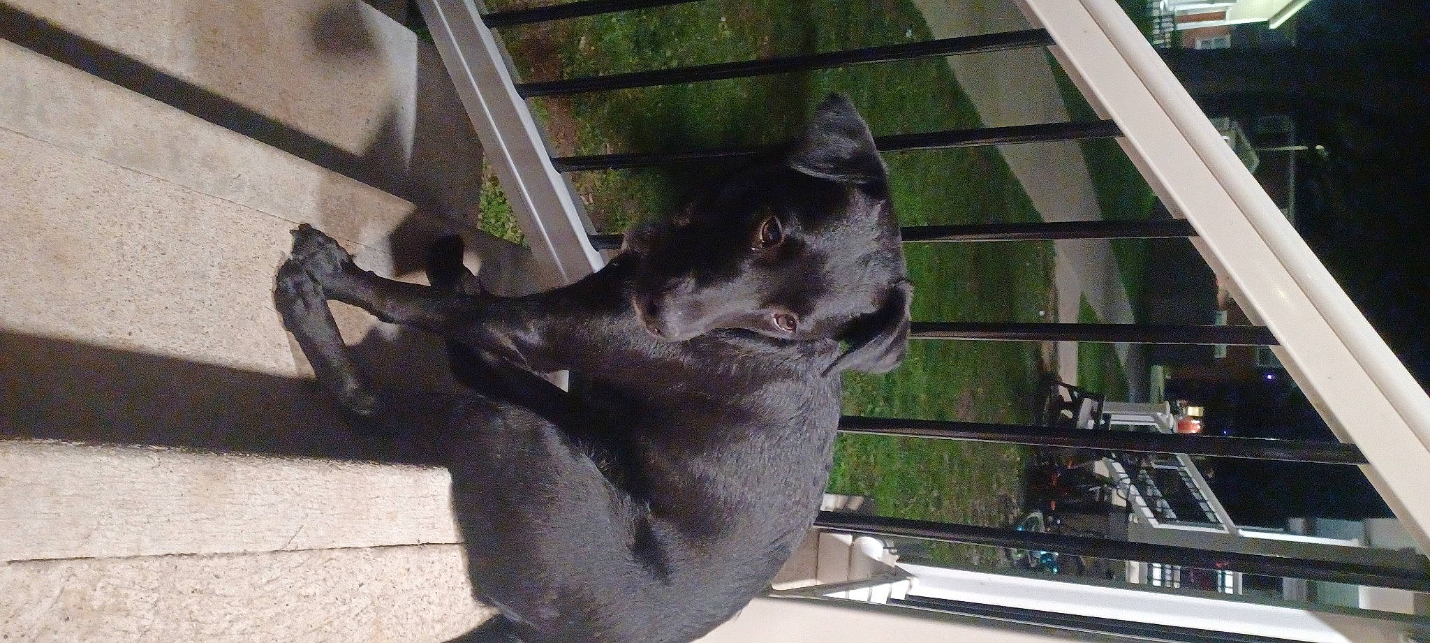 Rosy is registered to the contest to win money with this photo: art, canidae, carnivore, dog, dog_breed, domestic_short_haired_cat, fawn, felidae, fur, guard_dog, metal, plant, sculpture, small_to_medium_sized_cats, snout, sporting_group, tail, terrestrial_animal, working_animal