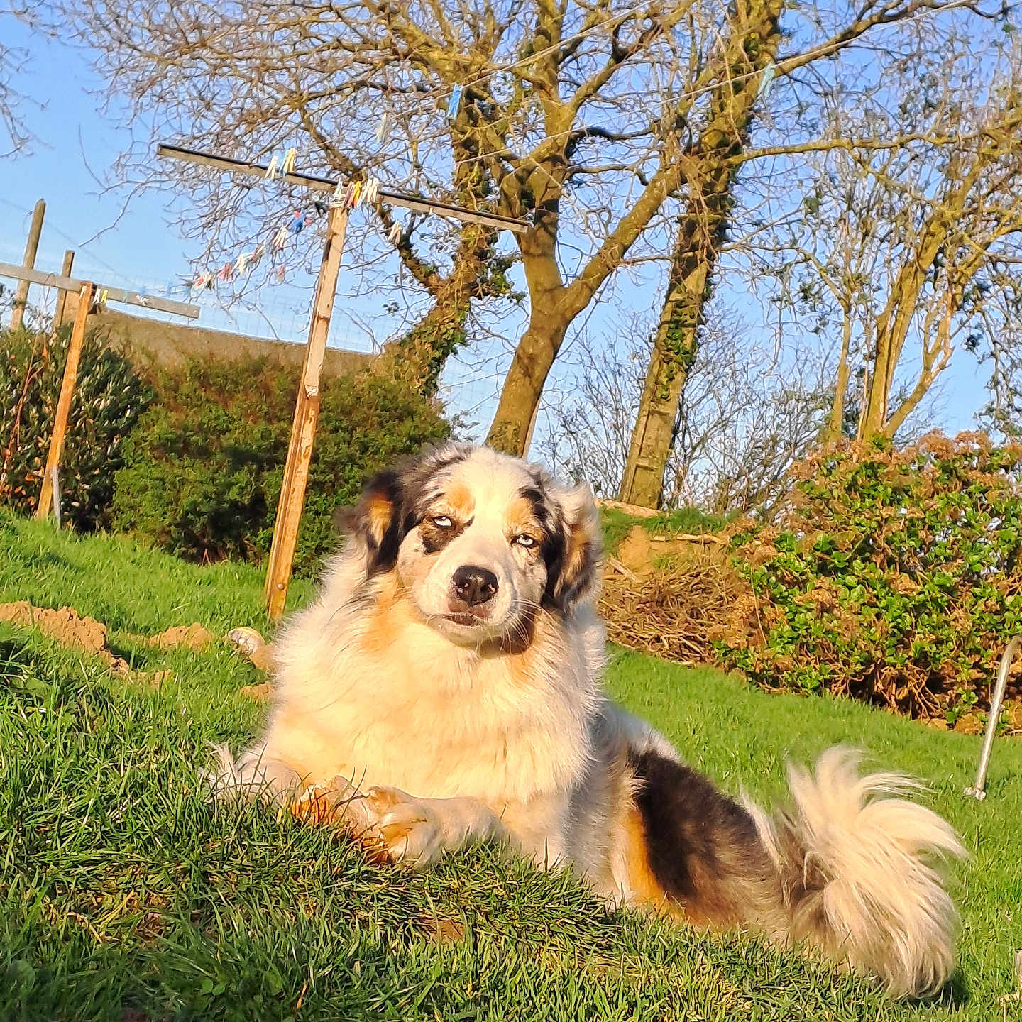 Ruby a rejoint le concours — aidez-le/la à gagner de superbes lots ! animal, backyard, canine, dog, field, grass, green, grove, land, lawn, nature, outdoors, park, pet, plant, puppy, tree, vegetation, woodland, yard