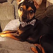 Raskel joined the competition — help win amazing prizes! dog, small_dog, bow_tie, pet, indoor, blanket, cushion, relaxed, black_and_tan, canine, furniture, floor, ears, animal, companion, cute, cozy, domestic, portrait, looking