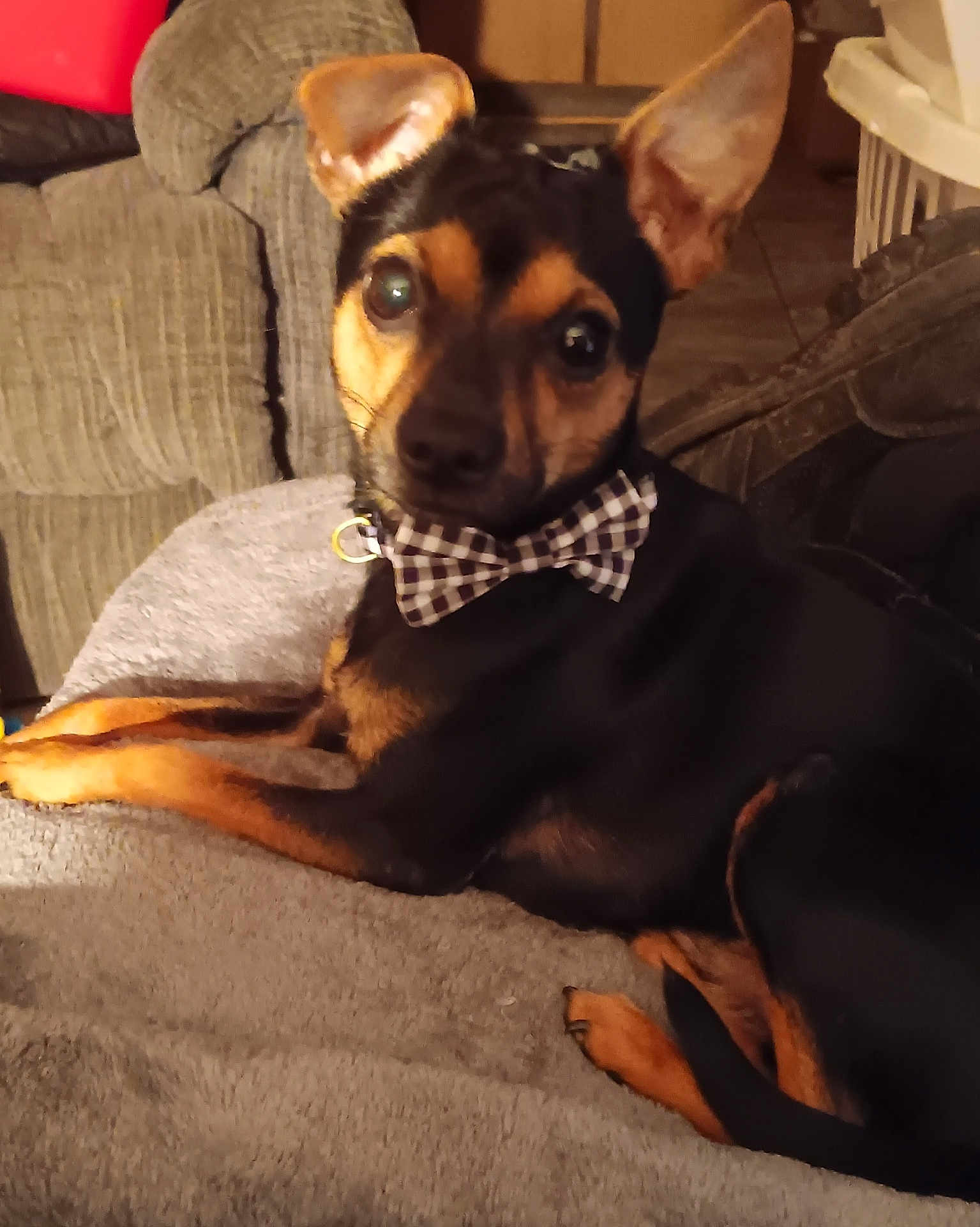 Raskel joined the competition — help win amazing prizes! dog, small_dog, bow_tie, pet, indoor, blanket, cushion, relaxed, black_and_tan, canine, furniture, floor, ears, animal, companion, cute, cozy, domestic, portrait, looking