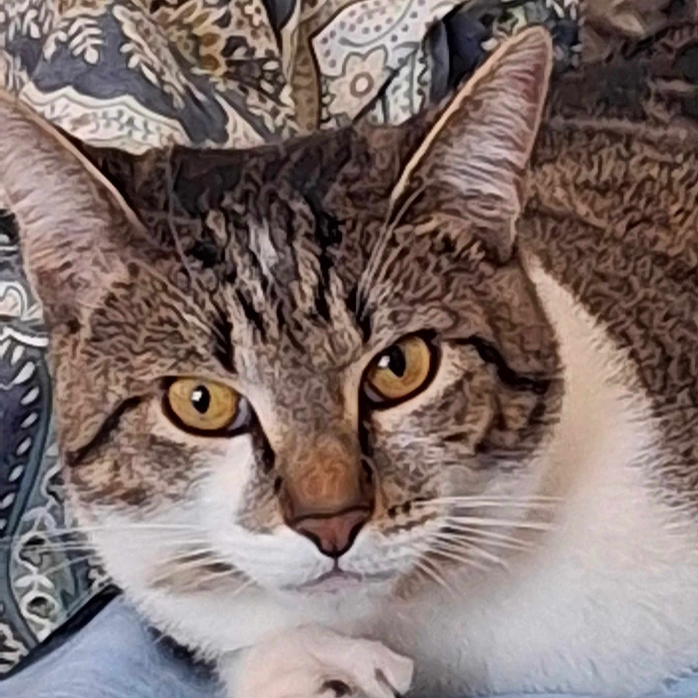 Furgison joined the competition — help win amazing prizes! abyssinian, angora, animal, armchair, blanket, cat, chair, couch, cushion, egyptiancat, furniture, homedecor, kitten, manx, ocelot, person, pet, sleeping, snout