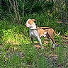 Jake is registered to the contest to win money with this photo: dog, animal, outdoor, greenery, leash, forest, nature, grass, sunlight, pet, standing, alert, canine, path, trees, leaves, brown, white, summer, daylight