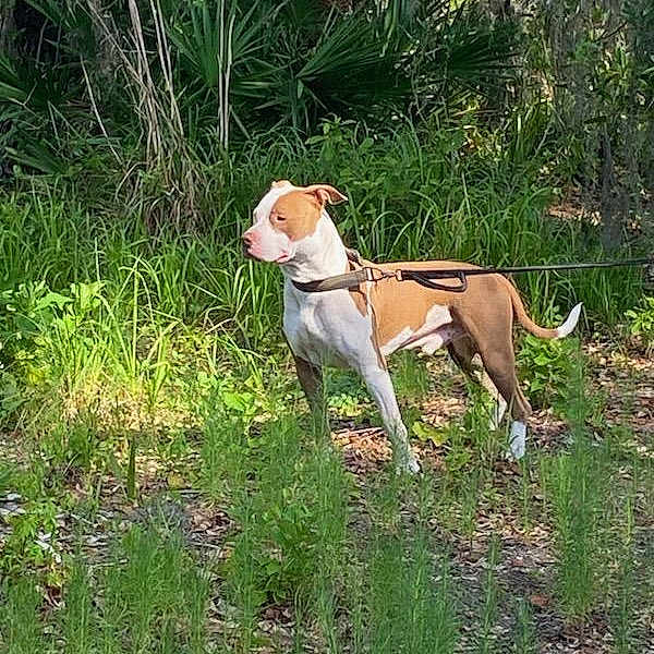 Jake is registered to the contest to win money with this photo: dog, animal, outdoor, greenery, leash, forest, nature, grass, sunlight, pet, standing, alert, canine, path, trees, leaves, brown, white, summer, daylight