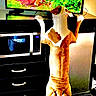 Jake joined the competition — help win amazing prizes! dog, tv, tiger, standing, hind_legs, indoor, furniture, microwave, cabinet, carpet, watching, animal, pet, screen, nature, greenery, curiosity, domestic, home, room