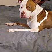 Jake is registered to the contest to win money with this photo: dog, brown_and_white, bed, indoor, pet, canine, resting, fur, animal, comfort, looking, household, furniture, muzzle, ears, paw, quiet, companion, domestic, relaxed