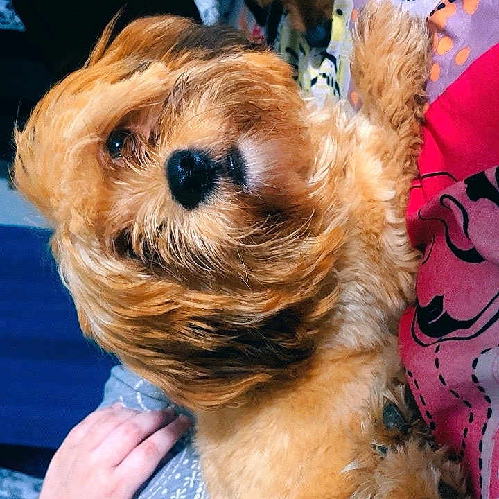 Princess is registered to the contest to win money with this photo: animal, bed, blanket, brown, closeup, comfort, companion, cozy, cute, dog, fluffy, fur, hand, indoor, pet, puppy, relaxing, resting, snuggle, warm