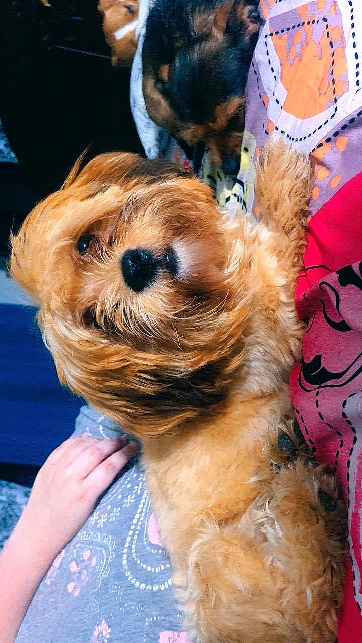 Princess is registered to the contest to win money with this photo: dog, puppy, fluffy, brown, blanket, bed, hand, resting, indoor, cozy, comfort, animal, pet, fur, cute, closeup, relaxing, companion, warm, snuggle