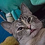 cat, close_up, tongue_out, plush_toys, curious, feline, pet, indoor, cute, animal, soft_toys, colorful, whiskers, ears, face, fur, domestic_cat, playful, cozy, resting