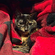 Rogue is registered to the contest to win money with this photo: cat, tortoiseshell, blanket, red, black, plaid, cozy, pet, fur, animal, resting, indoor, snuggled, cute, warm, comfort, face, whiskers, ears, relaxed