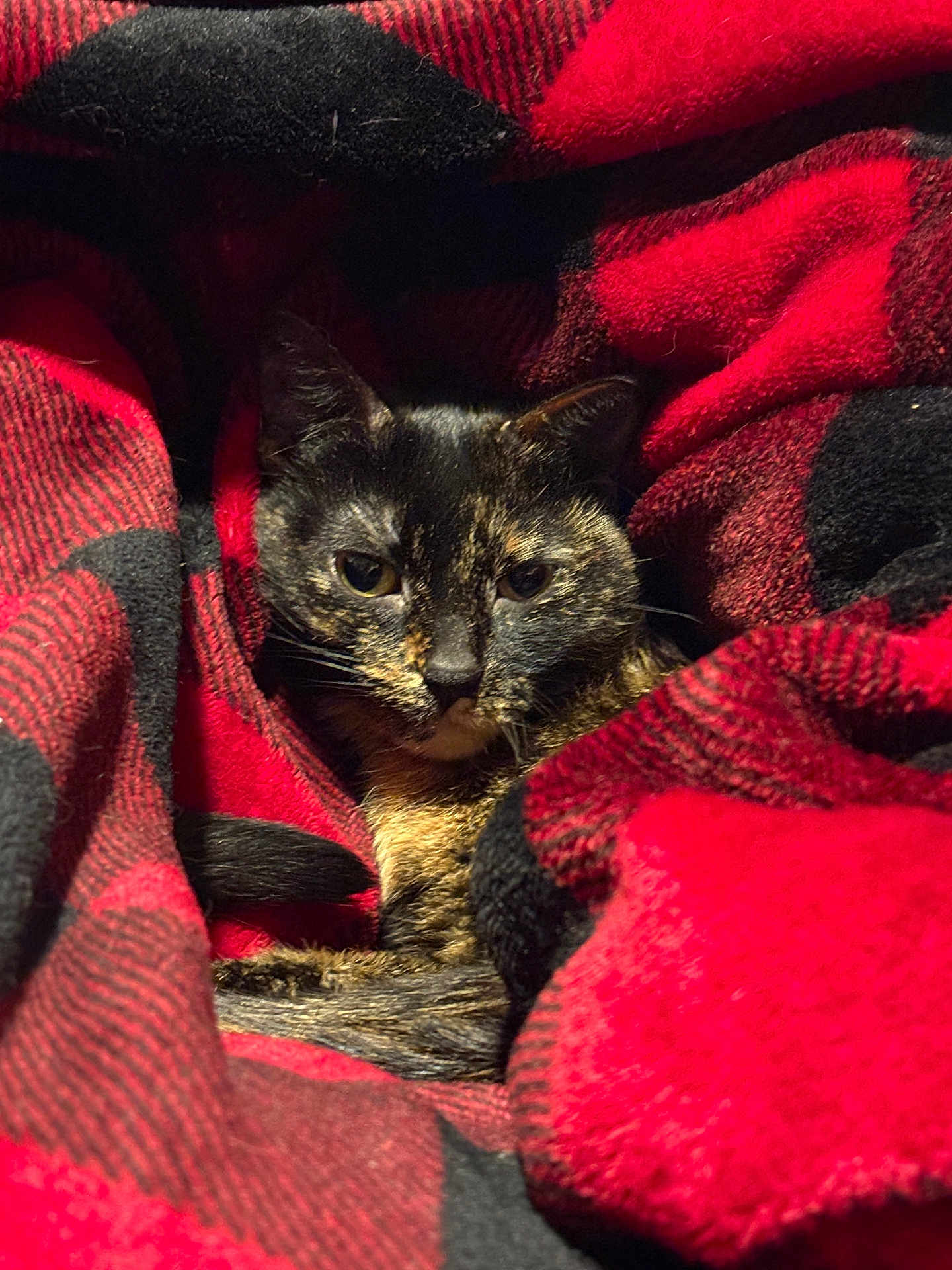 Rogue is registered to the contest to win money with this photo: cat, tortoiseshell, blanket, red, black, plaid, cozy, pet, fur, animal, resting, indoor, snuggled, cute, warm, comfort, face, whiskers, ears, relaxed