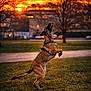 Luciano participe au concours pour gagner de l'argent avec cette photo : action, bokeh, canine, dog, golden_hour, grass, harness, jumping, leash, muzzle, outdoor, park, paws, playful, portrait, profile_view, silhouette, sunset, trees, warm_light