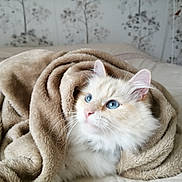 Kodo a rejoint le concours — aidez-le/la à gagner de superbes lots ! cat, blue_eyes, fluffy, blanket, cozy, soft, cream_color, indoor, bed, pet, feline, whiskers, ears, cute, domestic_animal, comfort, resting, fur, portrait, relaxation
