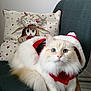 Kodo a rejoint le concours — aidez-le/la à gagner de superbes lots ! cat, blue_eyes, fluffy, white_cat, chair, pillow, reindeer, christmas, holiday, festive_clothing, santa_hat, indoor, cozy, cute, pet, animal, fur, decor, relaxing, christmas_lights