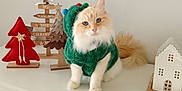Kodo a rejoint le concours — aidez-le/la à gagner de superbes lots ! cat, fluffy, blue_eyes, green_sweater, pom_poms, white_cabinet, christmas_decor, wooden_tree, fabric_tree, ceramic_house, holiday, festive, indoor, pet, cute, cozy, furniture, decoration, animal, portrait