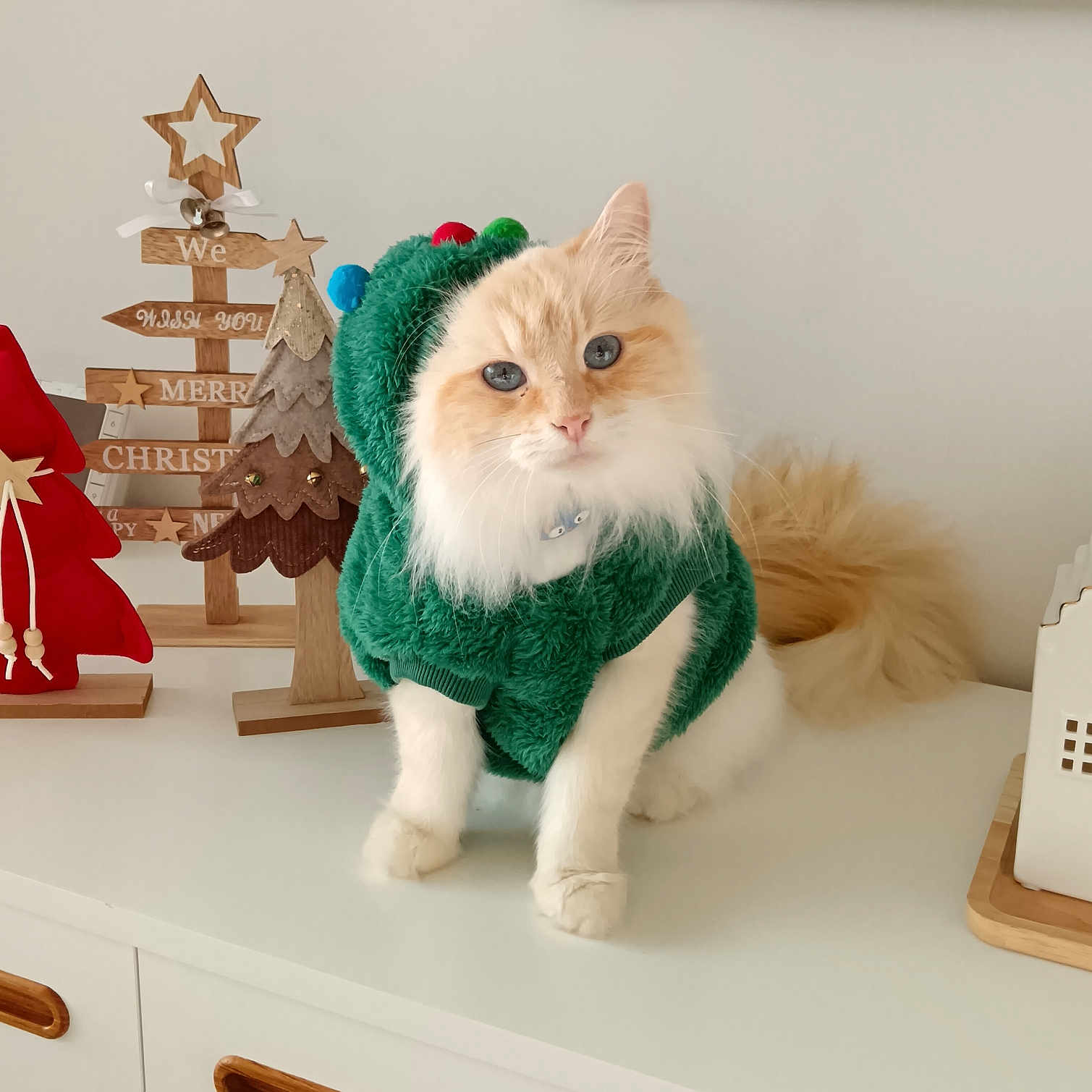 Kodo a rejoint le concours — aidez-le/la à gagner de superbes lots ! animal, blue_eyes, cat, ceramic_house, christmas_decor, cozy, cute, decoration, fabric_tree, festive, fluffy, furniture, green_sweater, holiday, indoor, pet, pom_poms, portrait, white_cabinet, wooden_tree