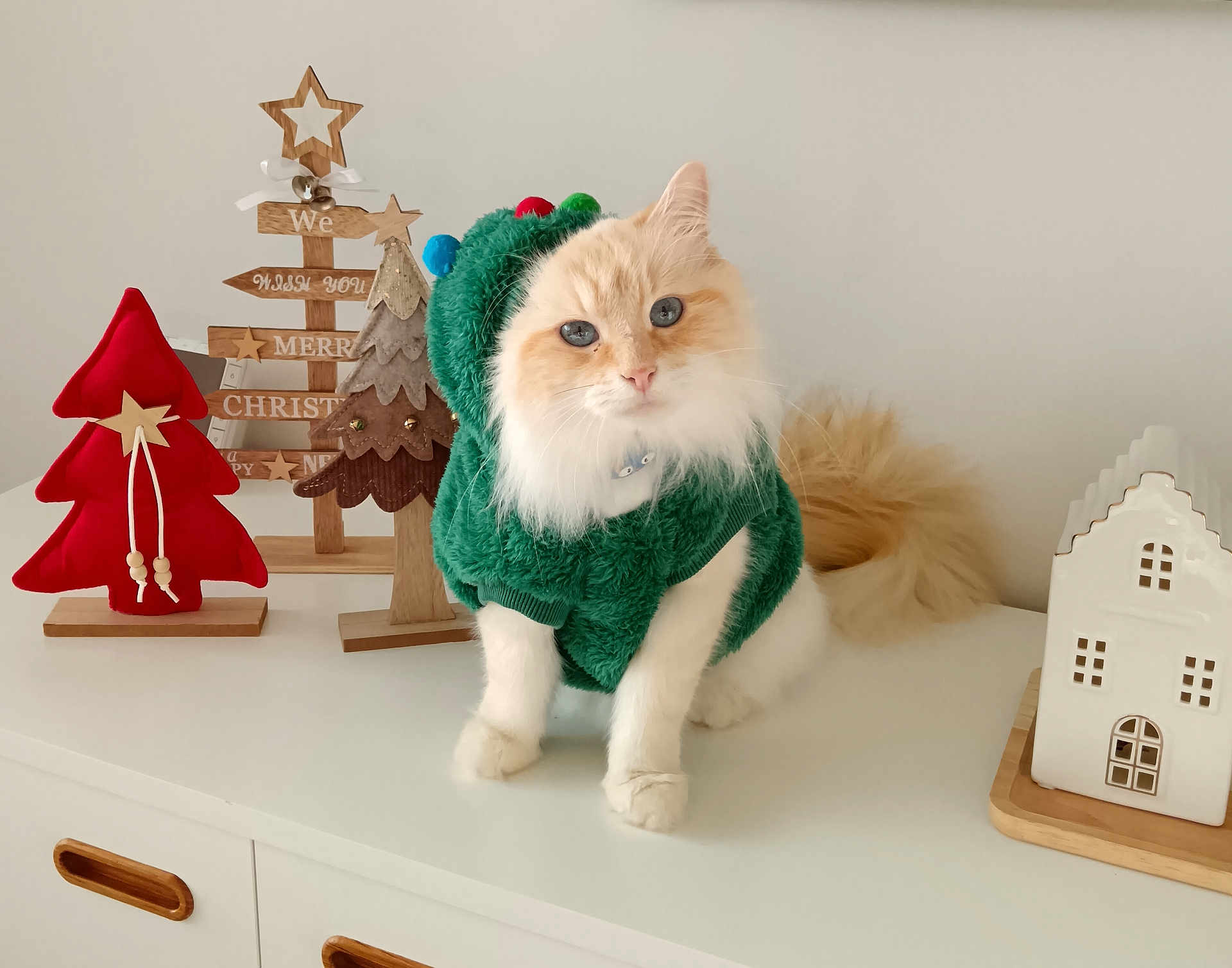 Kodo a rejoint le concours — aidez-le/la à gagner de superbes lots ! cat, fluffy, blue_eyes, green_sweater, pom_poms, white_cabinet, christmas_decor, wooden_tree, fabric_tree, ceramic_house, holiday, festive, indoor, pet, cute, cozy, furniture, decoration, animal, portrait