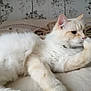 Kodo a rejoint le concours — aidez-le/la à gagner de superbes lots ! cat, fluffy, cream_colored, bed, blanket, resting, paw, contemplative, indoor, feline, pet, cute, relaxed, animal, fur, whiskers, ears, home, cozy, laying_down