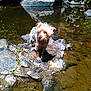 Lili a rejoint le concours — aidez-le/la à gagner de superbes lots ! carnivoran, dog, dog_like_mammal, pond, snout, stream, water, watercourse
