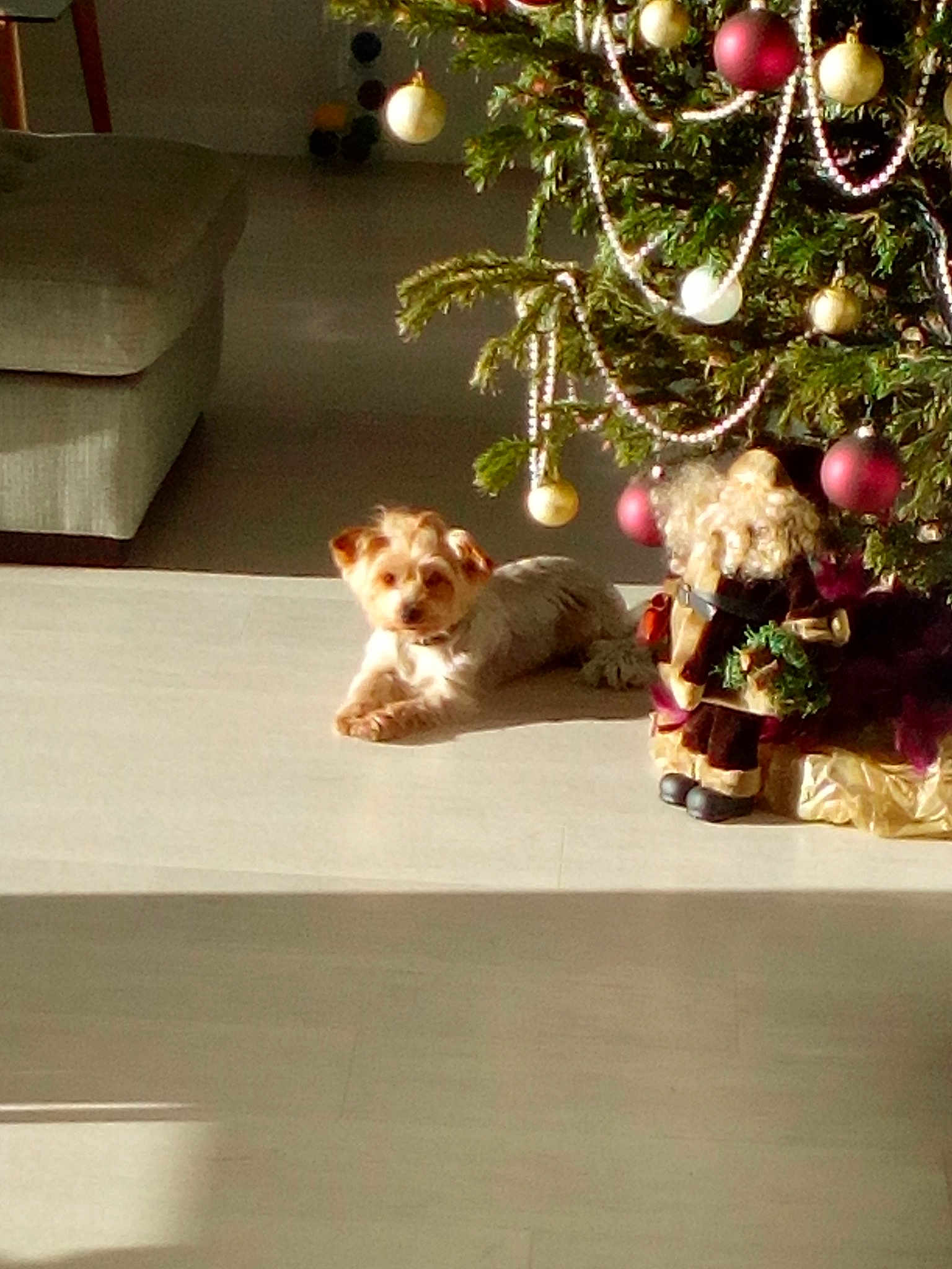 Lili a rejoint le concours — aidez-le/la à gagner de superbes lots ! carnivoran, cat, christmas, christmas_decoration, christmas_ornament, christmas_tree, dog_breed, dog_like_mammal, flooring, holiday, home, small_to_medium_sized_cats