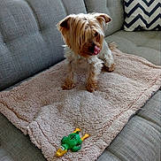 Lili participe au concours pour gagner de l'argent avec cette photo : carnivoran, companion_dog, dog, dog_bed, dog_breed, dog_like_mammal, floor, flooring, snout