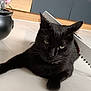 black_cat, cat, indoor, floor, toy_saw, prop, black_fur, animal, pet, relaxed, lying_down, whiskers, ears, green_eyes, collar, wooden_floor, background, household, cute, mischievous