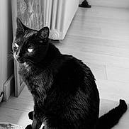 Narco participe au concours pour gagner de l'argent avec cette photo : black_cat, cat, pet, indoor, window, floor, rug, animal, feline, sitting, monochrome, black_and_white, fur, looking_away, calm, home, domestic_animal, quiet, cozy, light