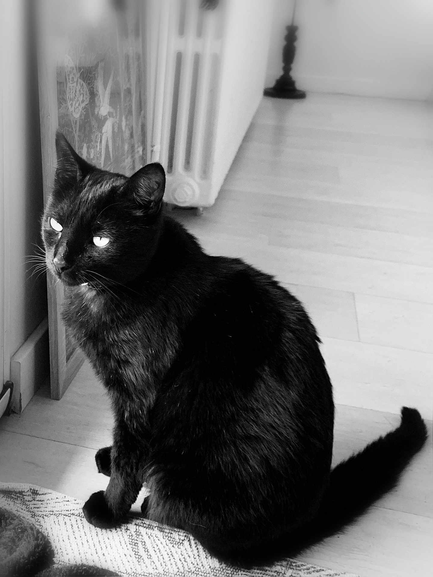 Narco participe au concours pour gagner de l'argent avec cette photo : black_cat, cat, pet, indoor, window, floor, rug, animal, feline, sitting, monochrome, black_and_white, fur, looking_away, calm, home, domestic_animal, quiet, cozy, light