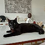 Narco a rejoint le concours — aidez-le/la à gagner de superbes lots ! cat, black_cat, table, indoor, decor, lamp, green_eyes, furniture, artwork, relaxed, pet, house, modern, animal, white_table, calm, cozy, interior, ornament, resting