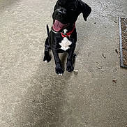 Raven joined the competition — help win amazing prizes! puppy, dog, black_dog, red_collar, tongue_out, sitting, concrete_floor, playful, happy, pet, animal, indoor, wheel, doormat, young_dog, looking_up, cute, four_legs, ears, tail