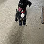 puppy, dog, black_dog, red_collar, tongue_out, sitting, concrete_floor, playful, happy, pet, animal, indoor, wheel, doormat, young_dog, looking_up, cute, four_legs, ears, tail