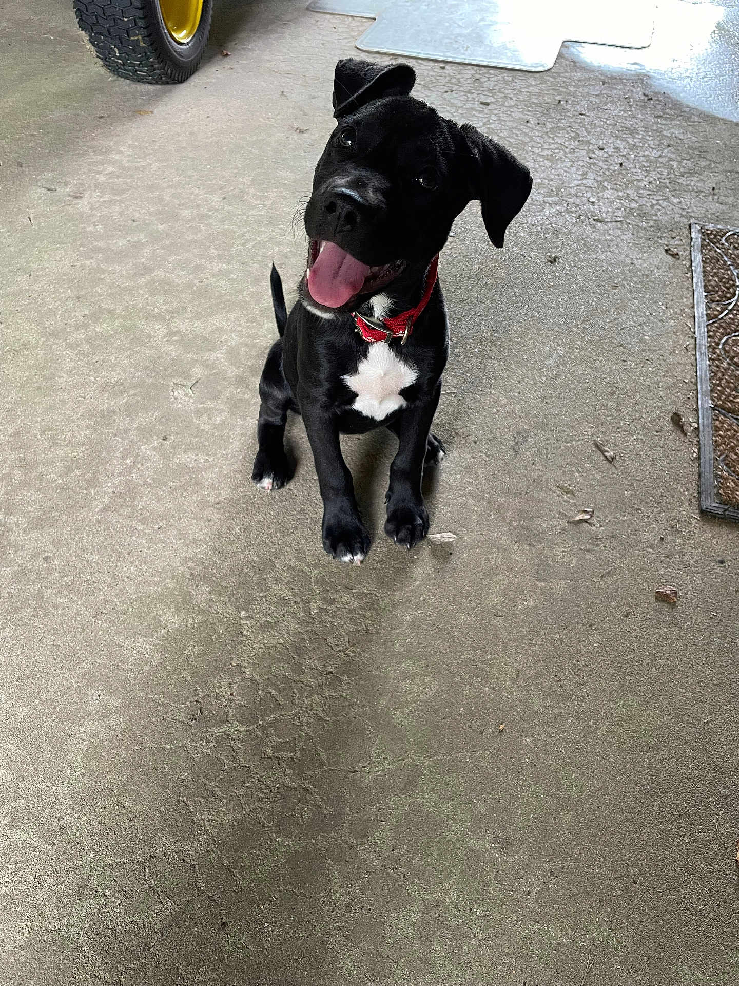 Raven joined the competition — help win amazing prizes! puppy, dog, black_dog, red_collar, tongue_out, sitting, concrete_floor, playful, happy, pet, animal, indoor, wheel, doormat, young_dog, looking_up, cute, four_legs, ears, tail
