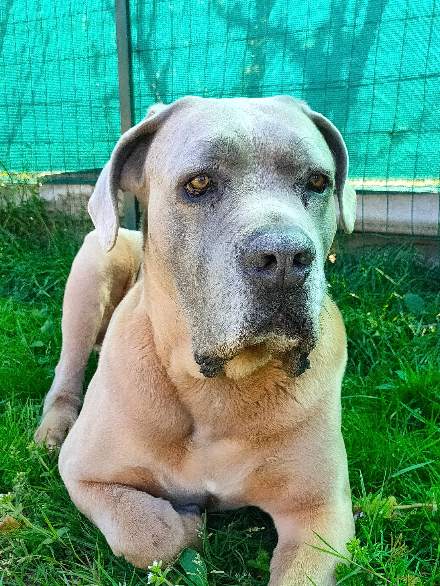 Mango a rejoint le concours — aidez-le/la à gagner de superbes lots ! ancient_dog_breeds, carnivore, companion_dog, dog, dog_breed, fawn, fence, grass, guard_dog, gun_dog, mesh, molosser, plant, snout, sporting_group, terrestrial_animal, whiskers, working_animal, working_dog, wrinkle