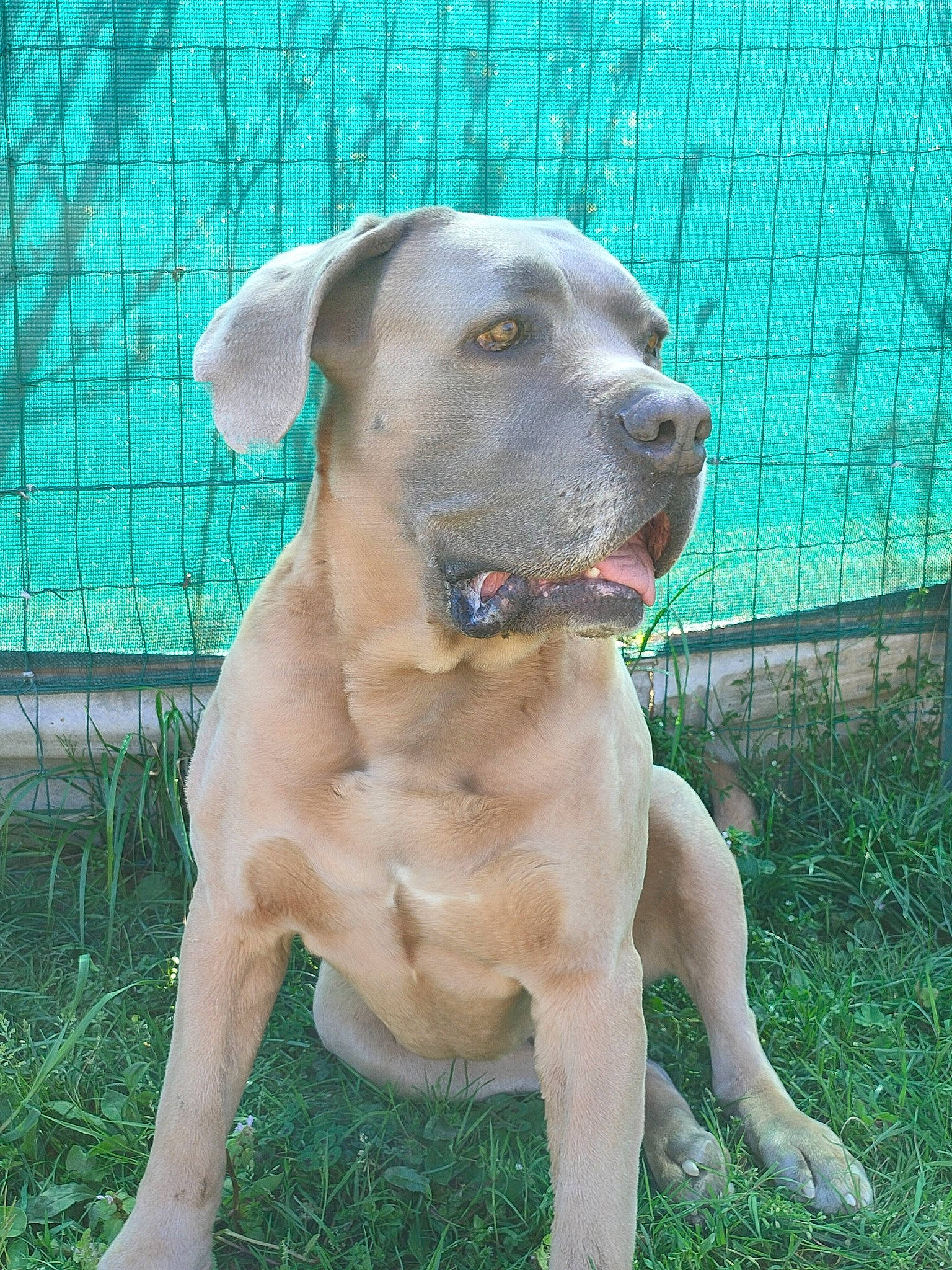 Mango a rejoint le concours — aidez-le/la à gagner de superbes lots ! carnivore, collar, companion_dog, dog, dog_breed, dog_collar, fawn, fence, grass, gun_dog, home_fencing, liver, mesh, plant, snout, sporting_group, tail, whiskers, wire_fencing, working_animal